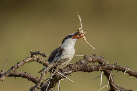 Striped Kingfisher With A Frog