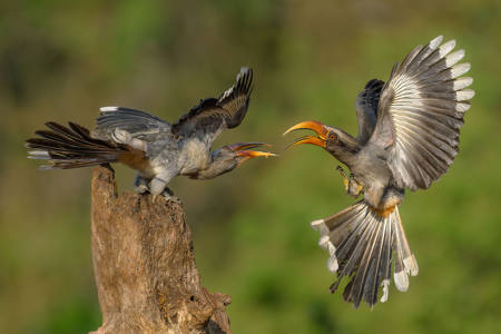 Indian Grey Hornbills 5076Jpg