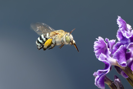 Blue Banded Bee On Blue