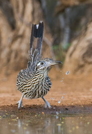 Startled Roadrunner