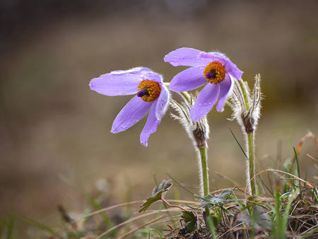 Pulsatilla