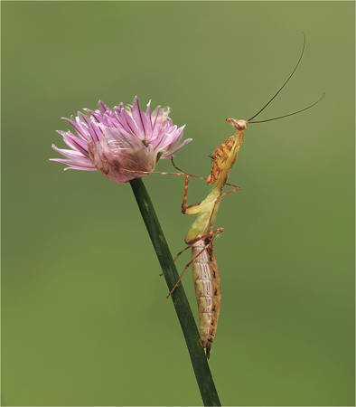 Mantis On Flower