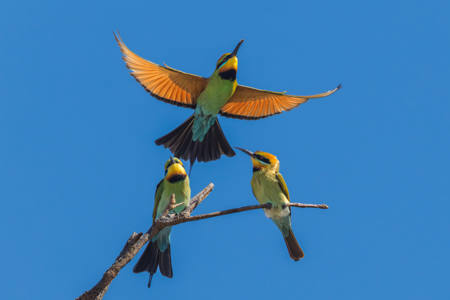 Rainbow Bee Eater Trio