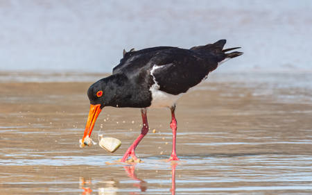 Pied Oystercatcher Feeding At LHB