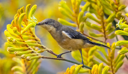 Eastern Spinebill 22