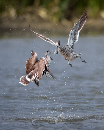 Pink-Eared Ducks Fighting