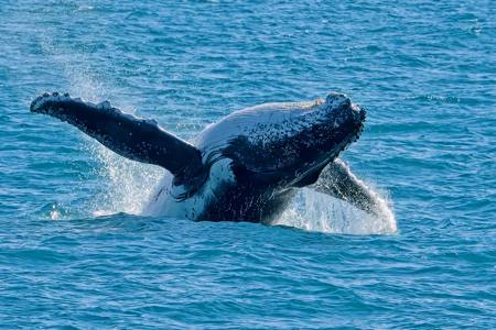 Breaching Humpback