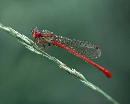 Red Damselfly