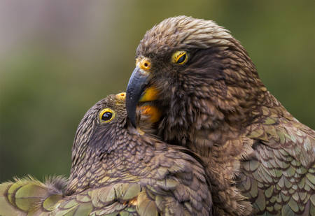 Allopreening Kea