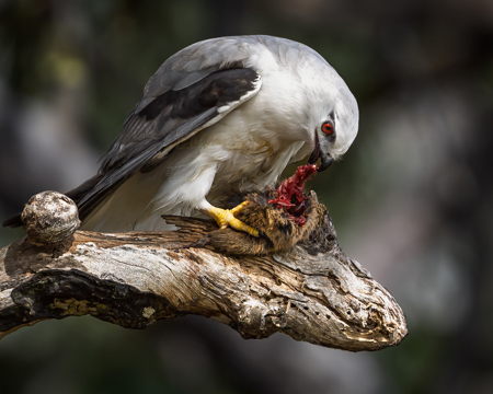 Raw Meat Tastes Best