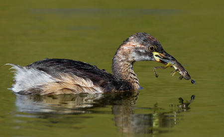 Immature Grebe With Froglet