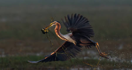 HERON TAKE OFF WITH FROG