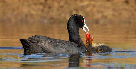 Coot With One Chick