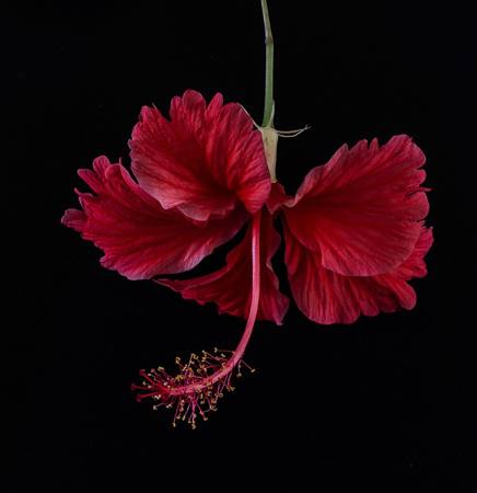 Red Hibiscus Flower
