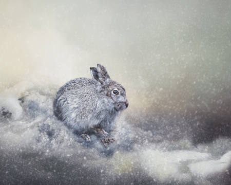 Mountain Hare First Flurry Of Snow