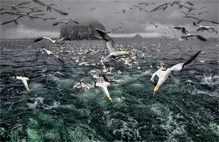 Gannets Of The Bass Rock