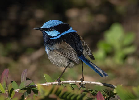 Superb Blue Wren
