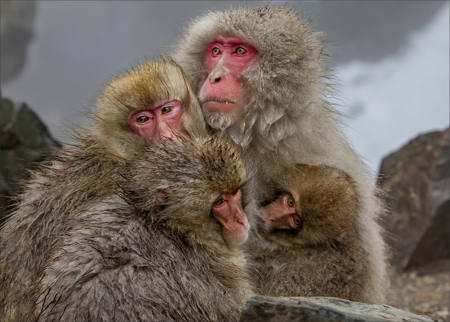 Snow Monkey Hug