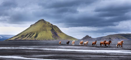 Let The Horses Run Free