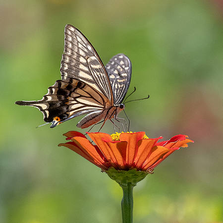 Asian Swallowtail