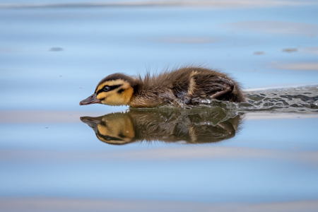 Darting Duckling
