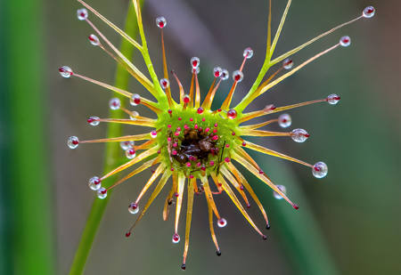 Insect Being Digested 0926