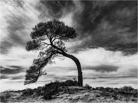 Bent Tree