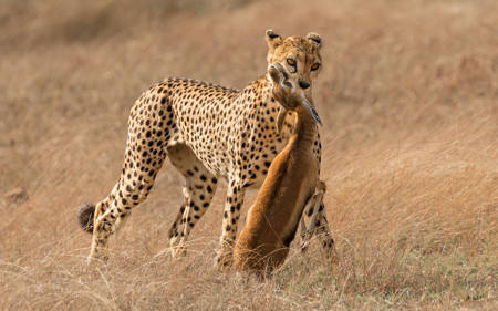 Female Cheetah Carrying Tommie