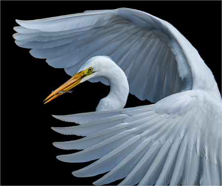 Egret With Fish
