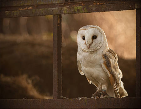 Barn Owl In Window