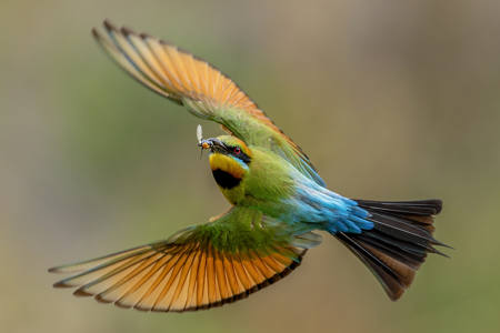 Bee Eater In Flight With Snack