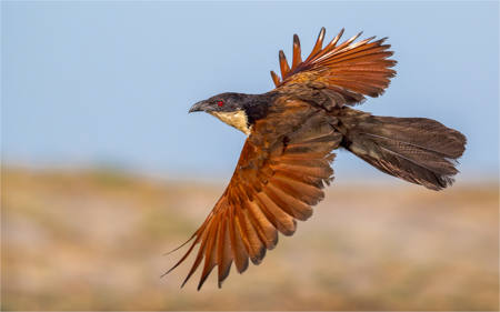 Cougal In Flight 9794