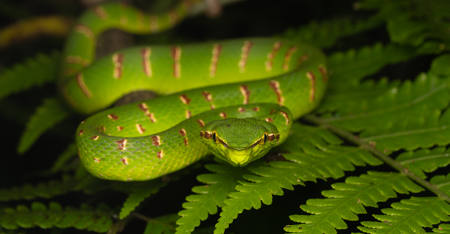 Tropidolaemus Subannulatus