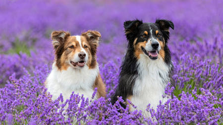 Lavender Collies