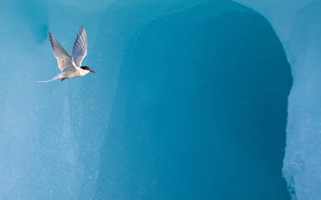 Arctic Tern By Iceberg Tunnel
