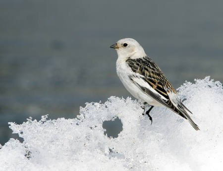 Snow Bunting