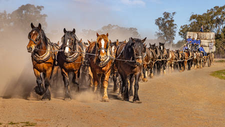 52 Horse Drawn Wagon