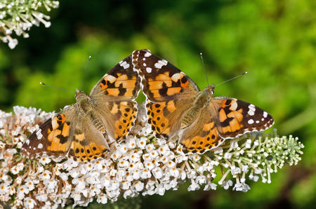 A Pair Of Painted Ladies