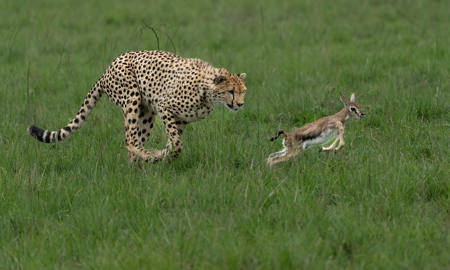 Cheetah Chases Gazelle