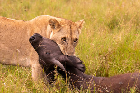 Feast For The Family