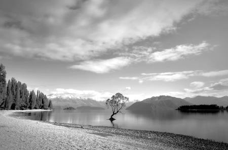 Wanaka Tree