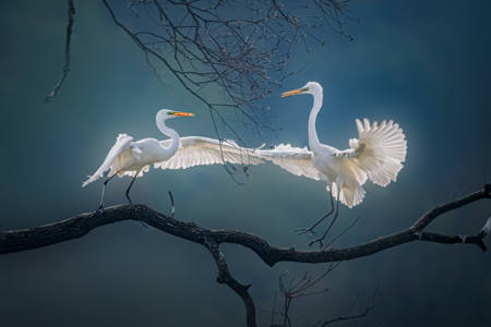 Egrets Dance On The Branches
