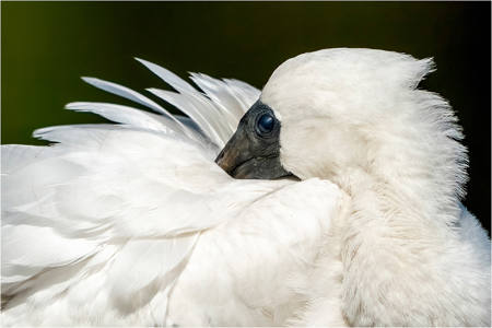 Fine White Feathers