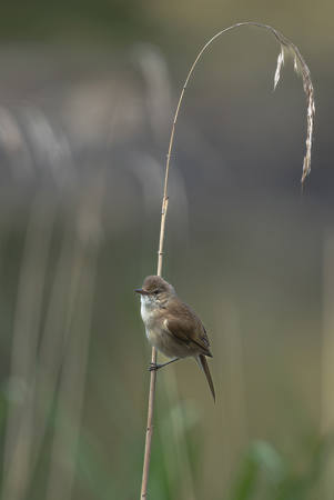 Australian Reed Warbler