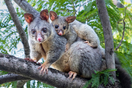 Brushtail And Son
