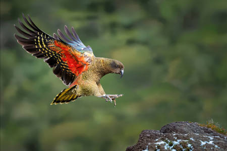 Kea-Newzealand