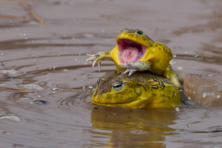African Bullfrog Attacks Rival