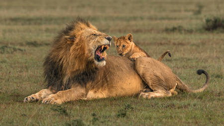 Alpha Male Lion Warning Cub