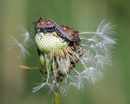 Mating Shieldbugs