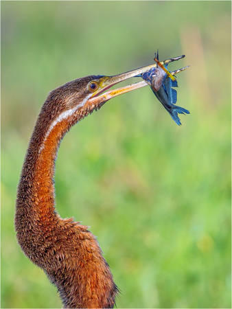 Darter With Fish 1561